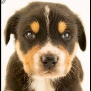 Meet your Posher, Ella